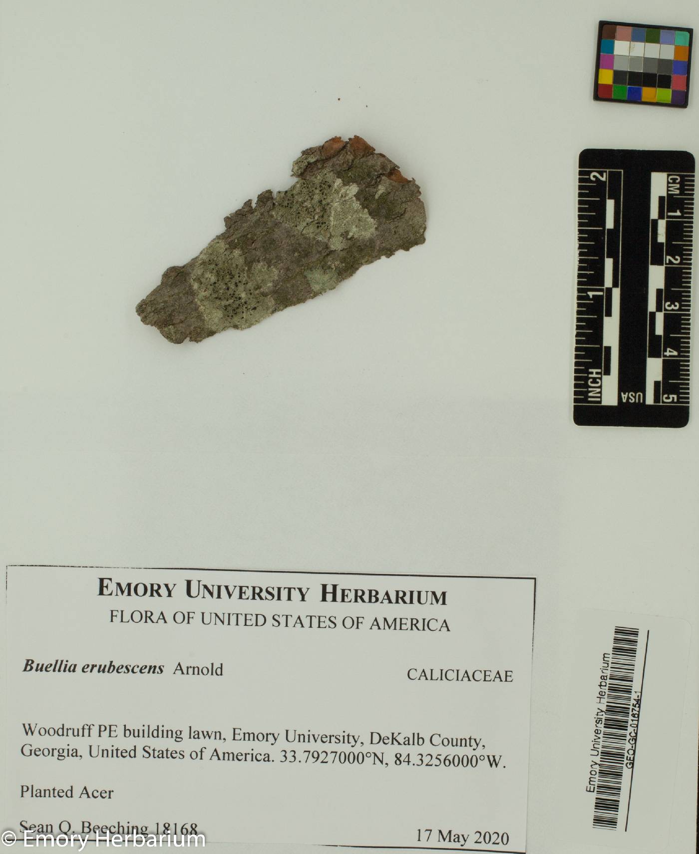 Buellia erubescens image