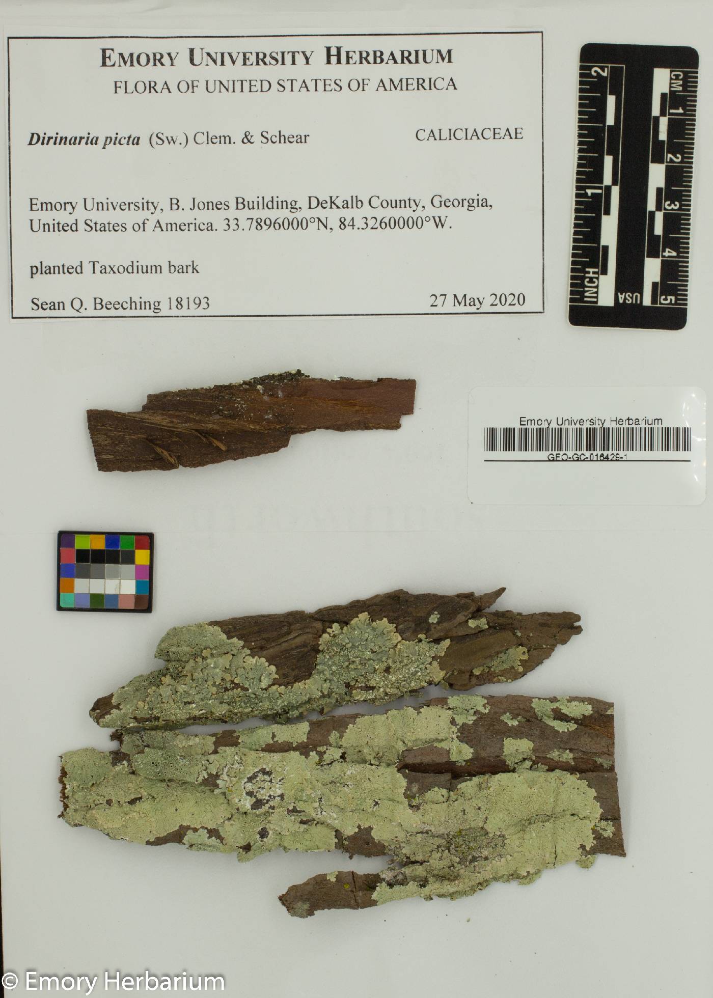 Dirinaria picta image