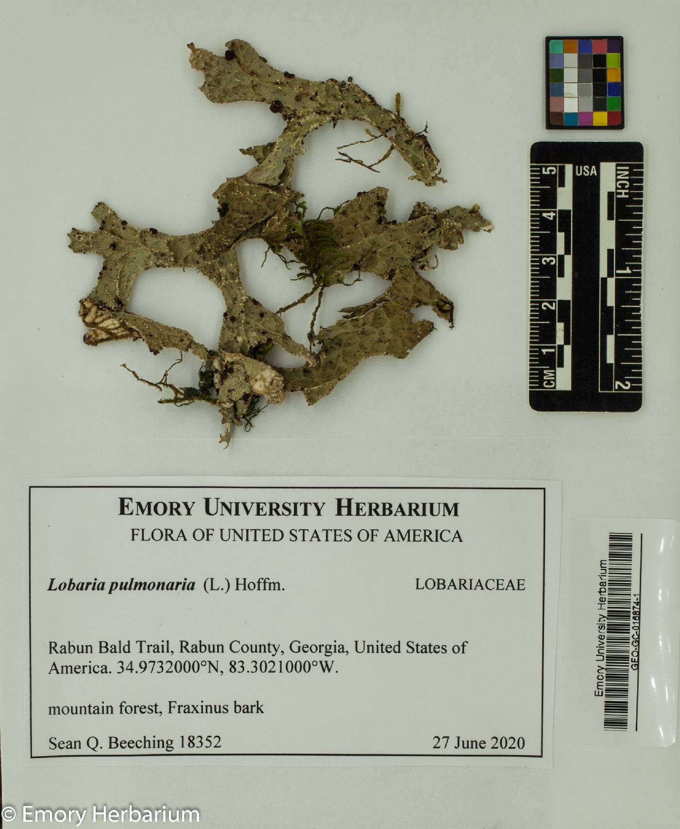 Lobaria pulmonaria image