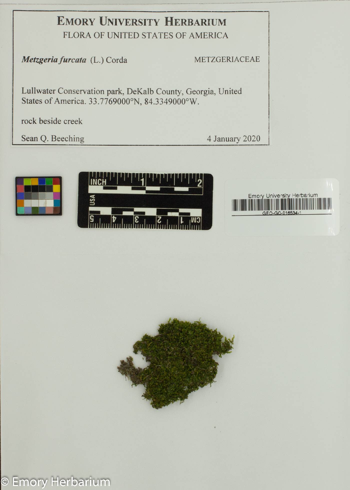Metzgeria furcata image