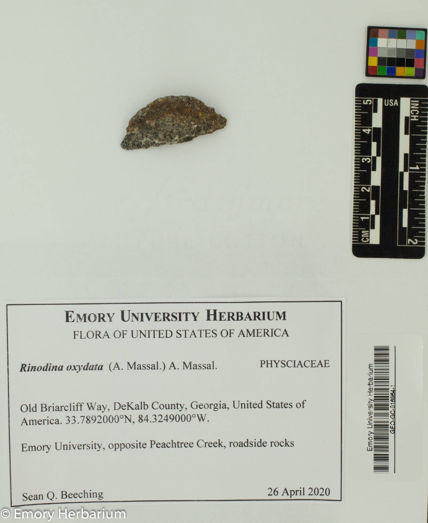 Mischoblastia oxydata image