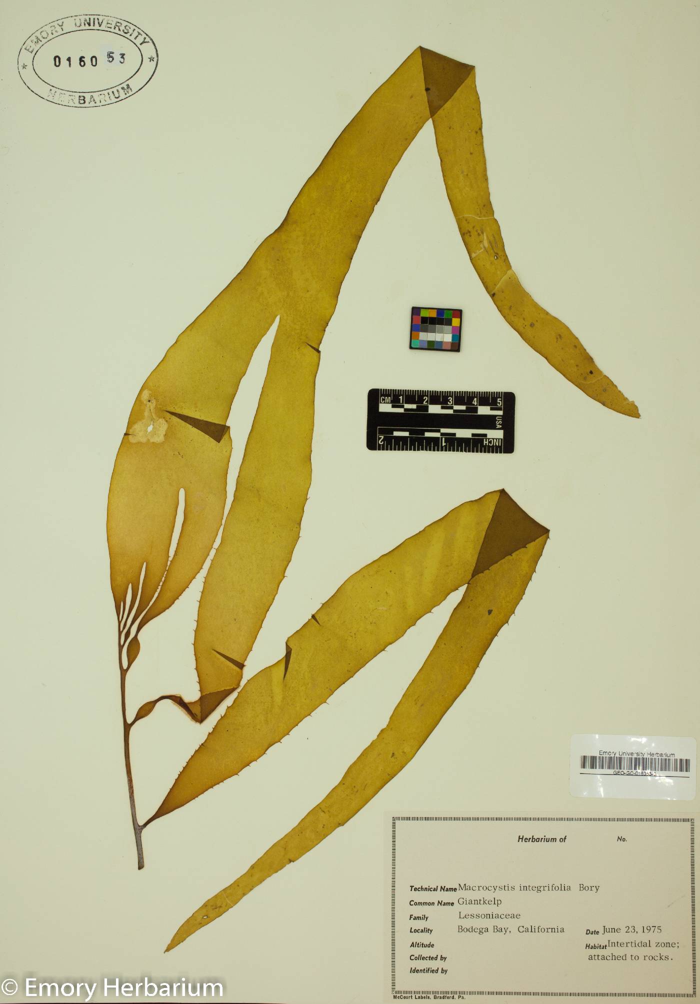 Laminariaceae image