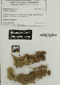 Sphagnum palustre image