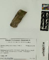 Image of Bacidia delicata