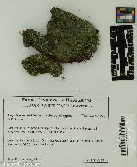 Image of Trapeliopsis viridescens