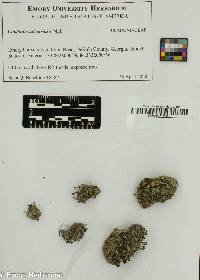 Image of Cladonia polycarpoides