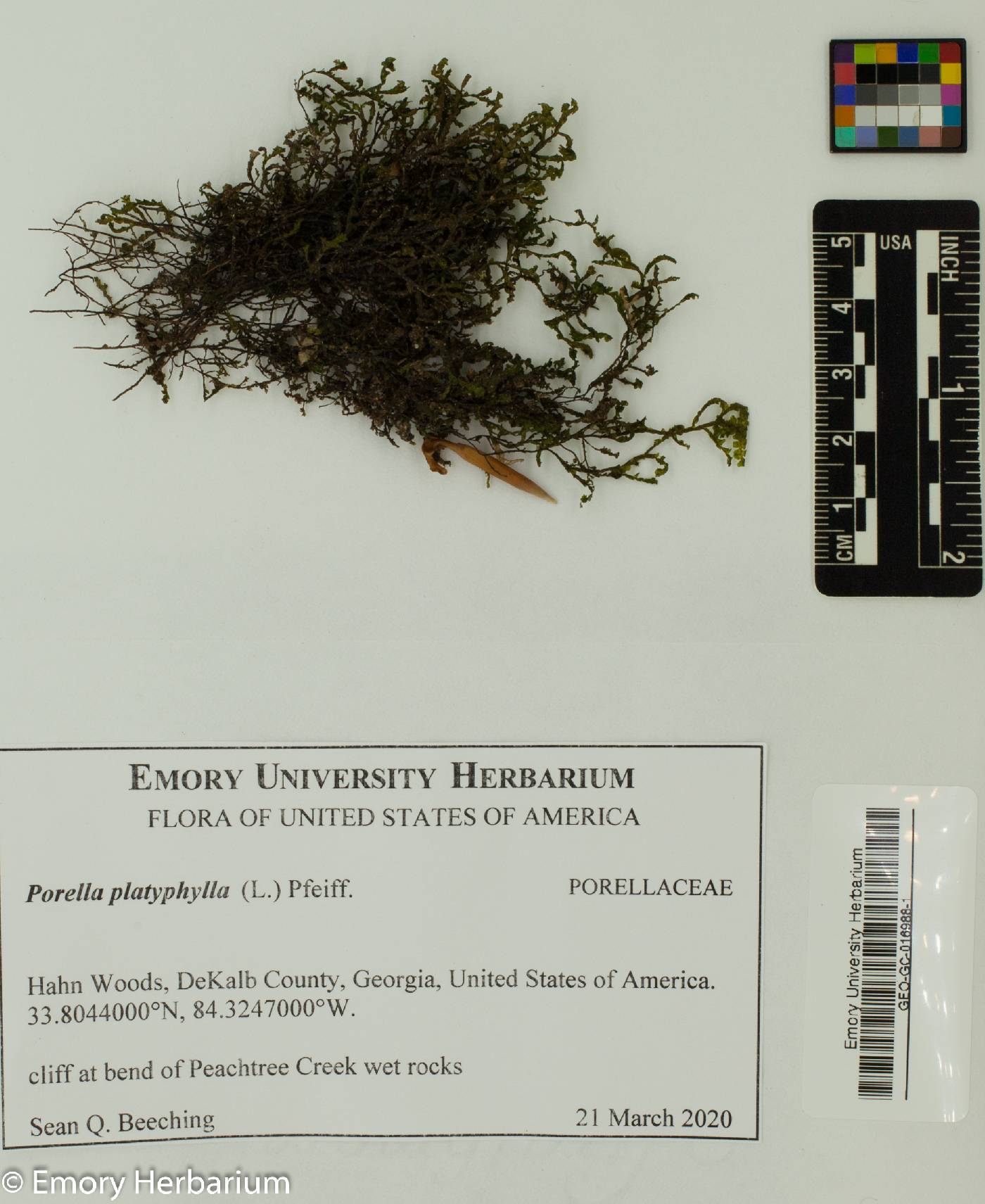 Porellaceae image
