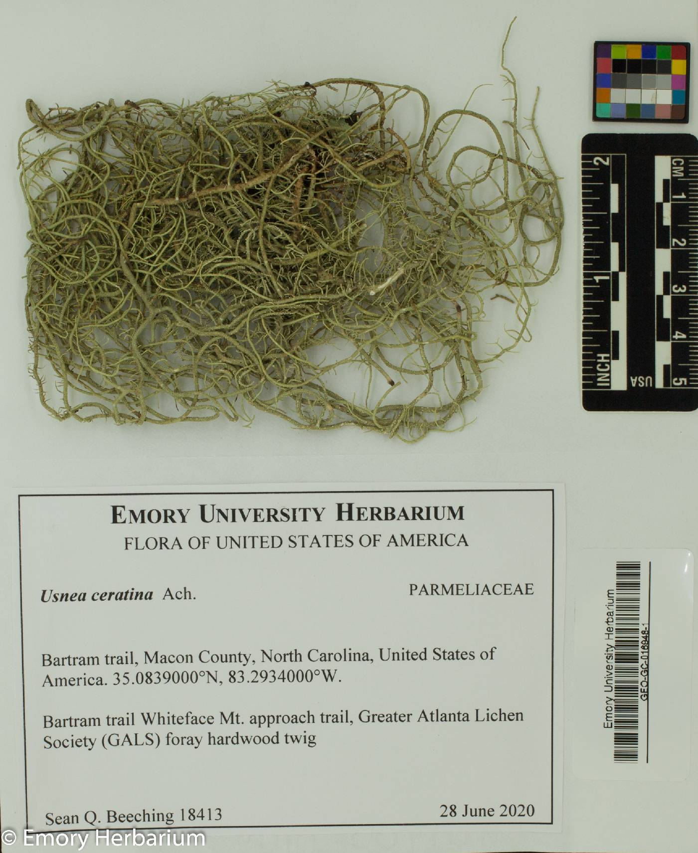 Usnea ceratina image