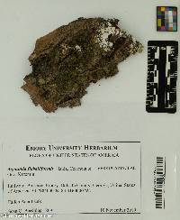Image of Agonimia flabelliformis