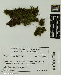 Metzgeria furcata image