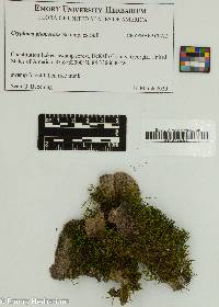 Cryphaea glomerata image