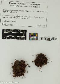 Atrichum altecristatum image