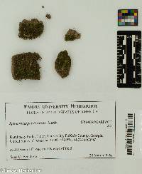 Sphaerocarpos texanus image