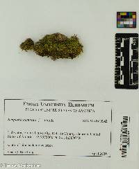 Scapania nemorea image