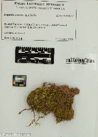 Scapania nemorea image