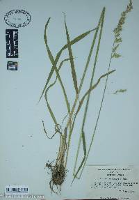 Calamagrostis porteri image