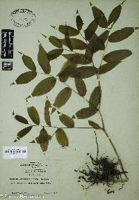 Prosartes lanuginosa image