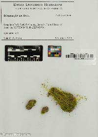 Dicranum fulvum image