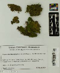 Lophocolea heterophylla image