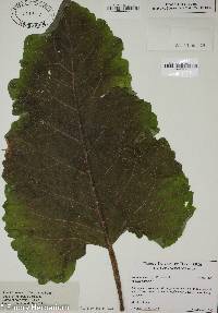 Arctium minus image