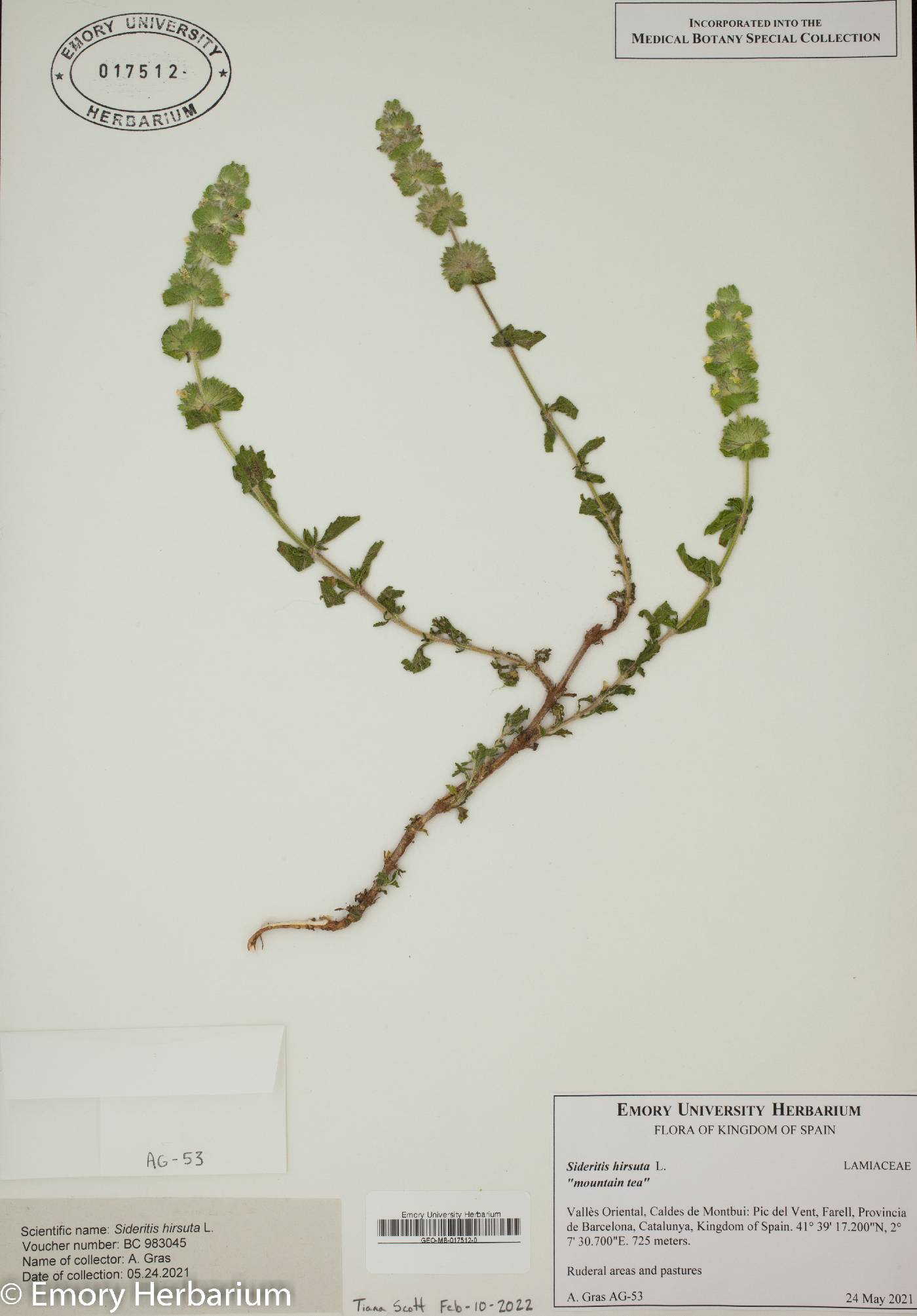 Sideritis hirsuta image