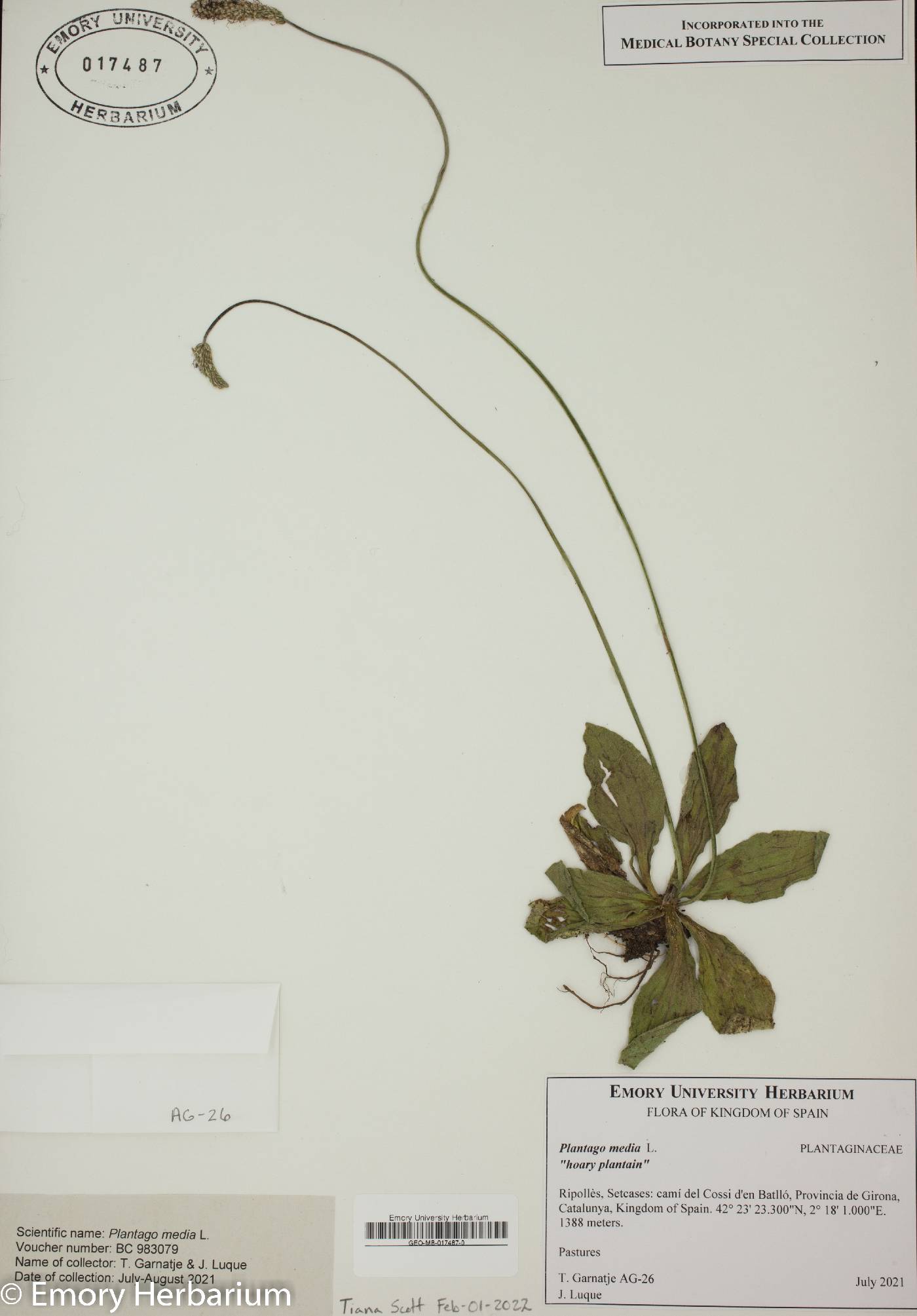 Plantago media image