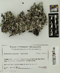 Image of Parmotrema stuppeum