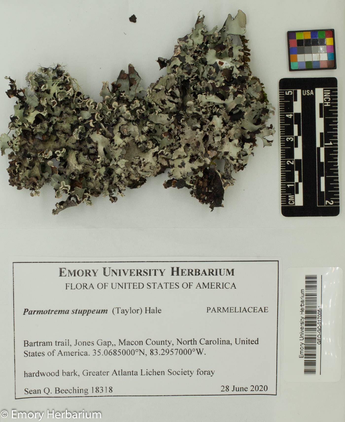 Parmotrema stuppeum image