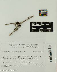 Image of Hypogymnia tubulosa