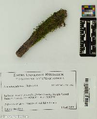 Leucodon julaceus image