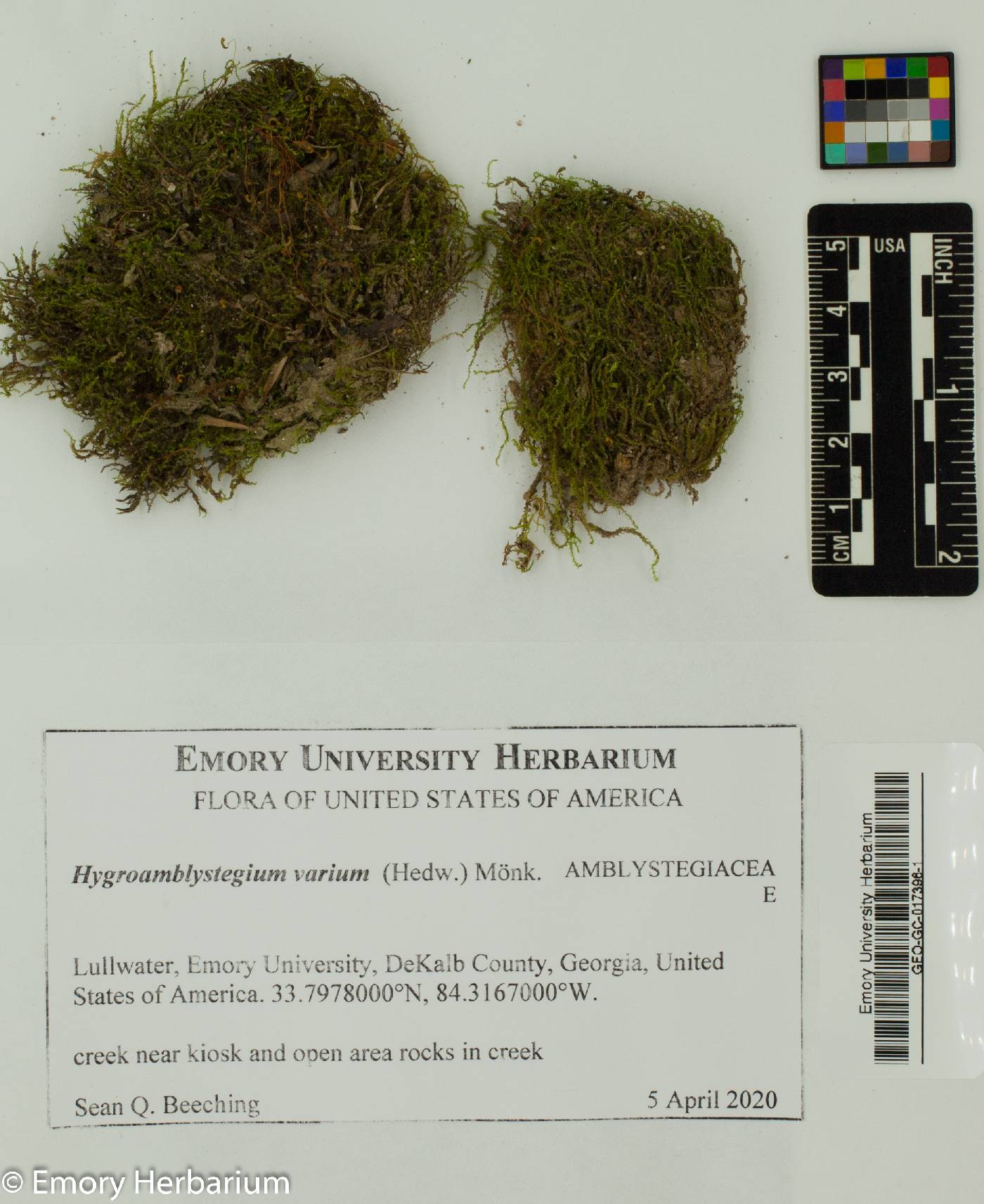 Hygroamblystegium varium image