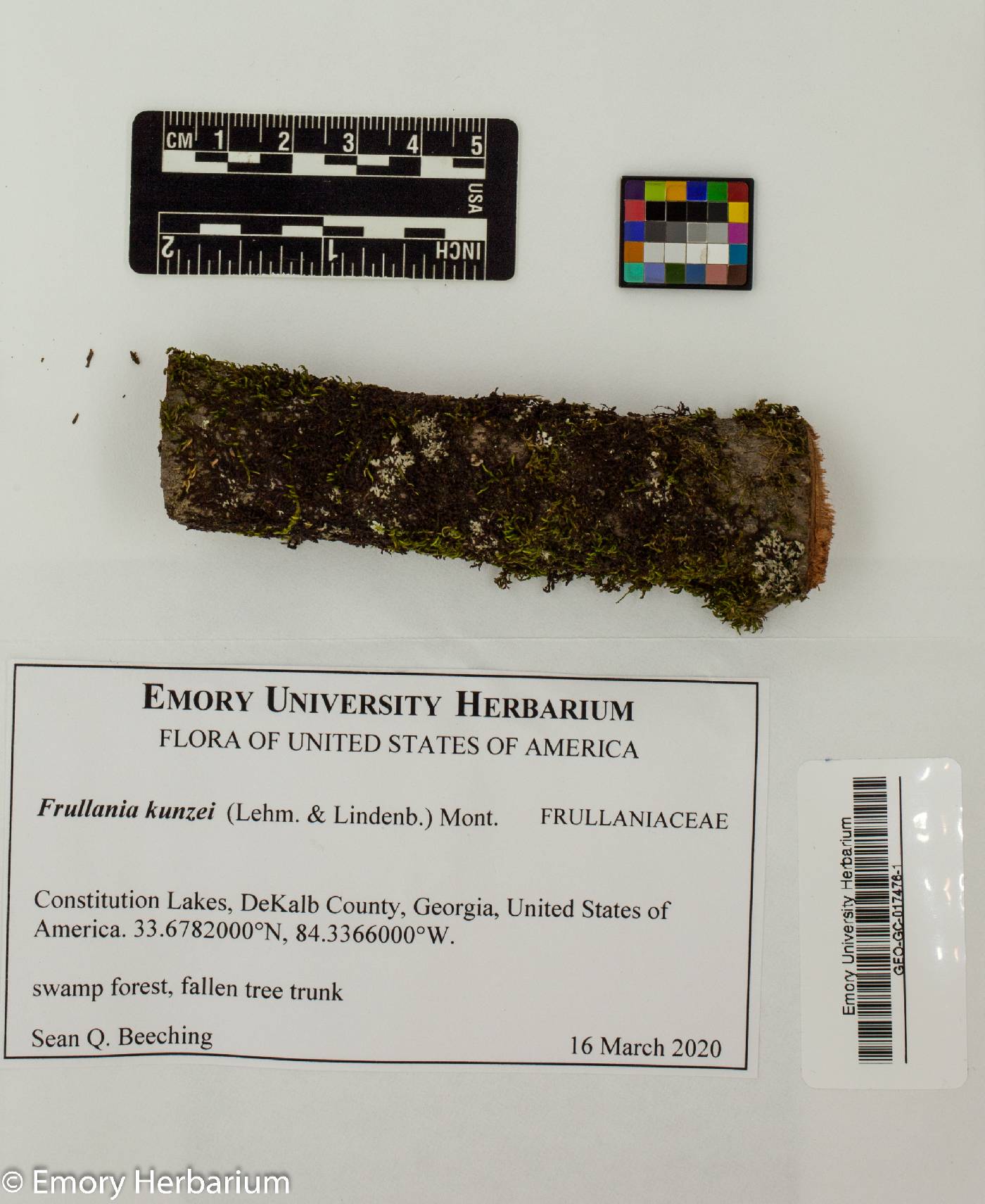 Frullania kunzei image