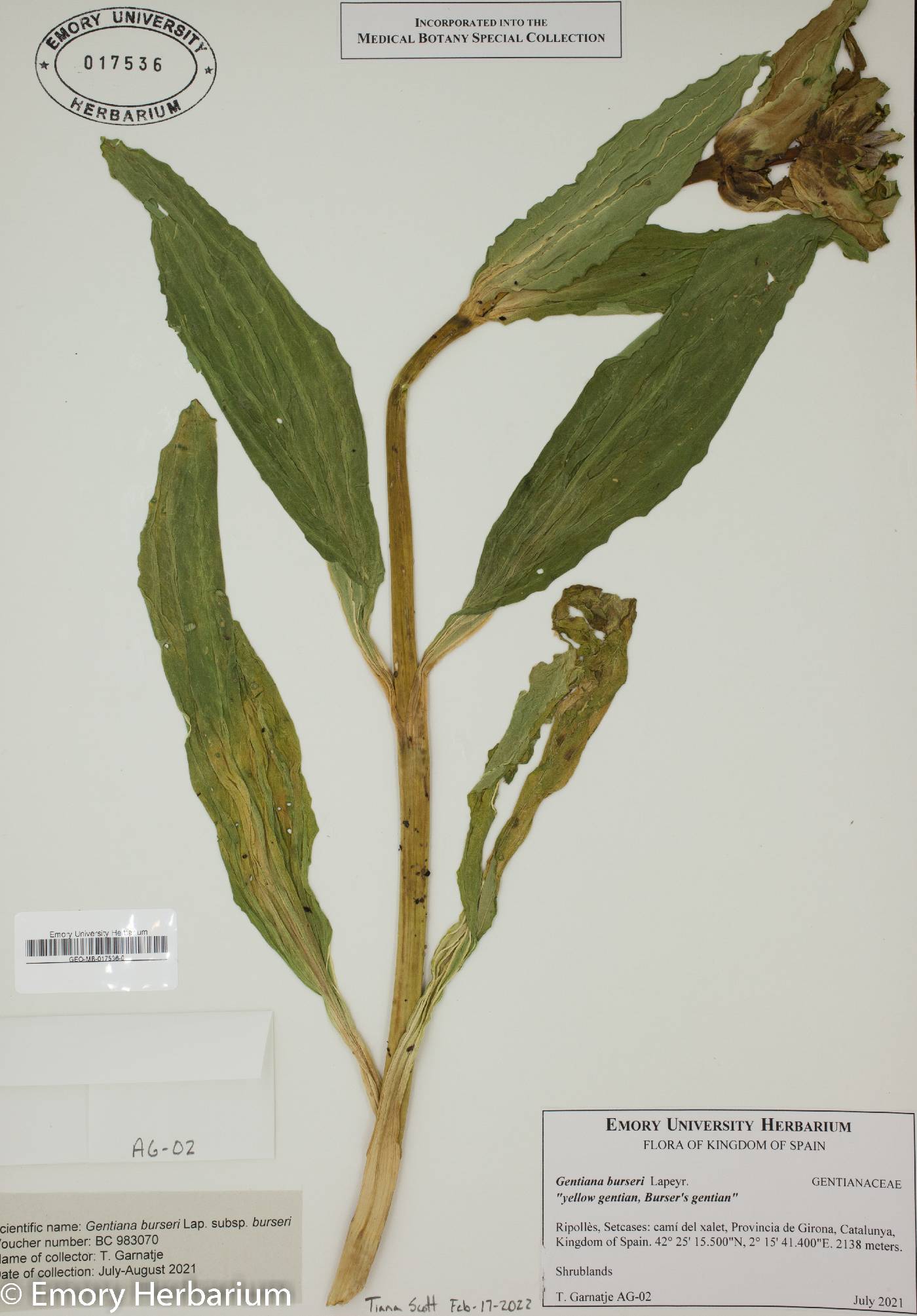 Gentiana burseri image