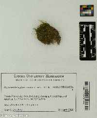 Image of Hygroamblystegium varium