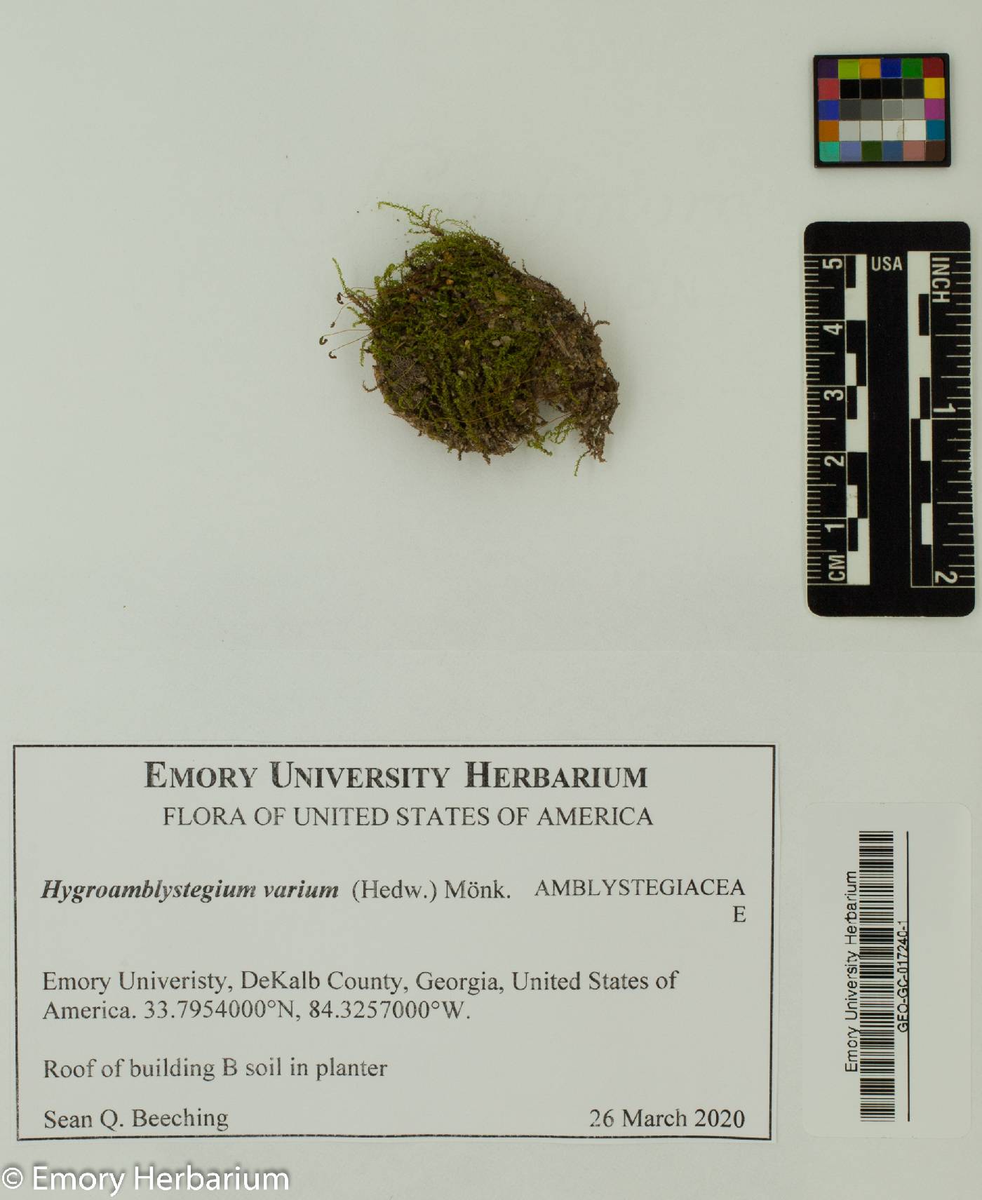 Hygroamblystegium varium image