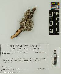 Image of Tuckermanopsis ciliaris