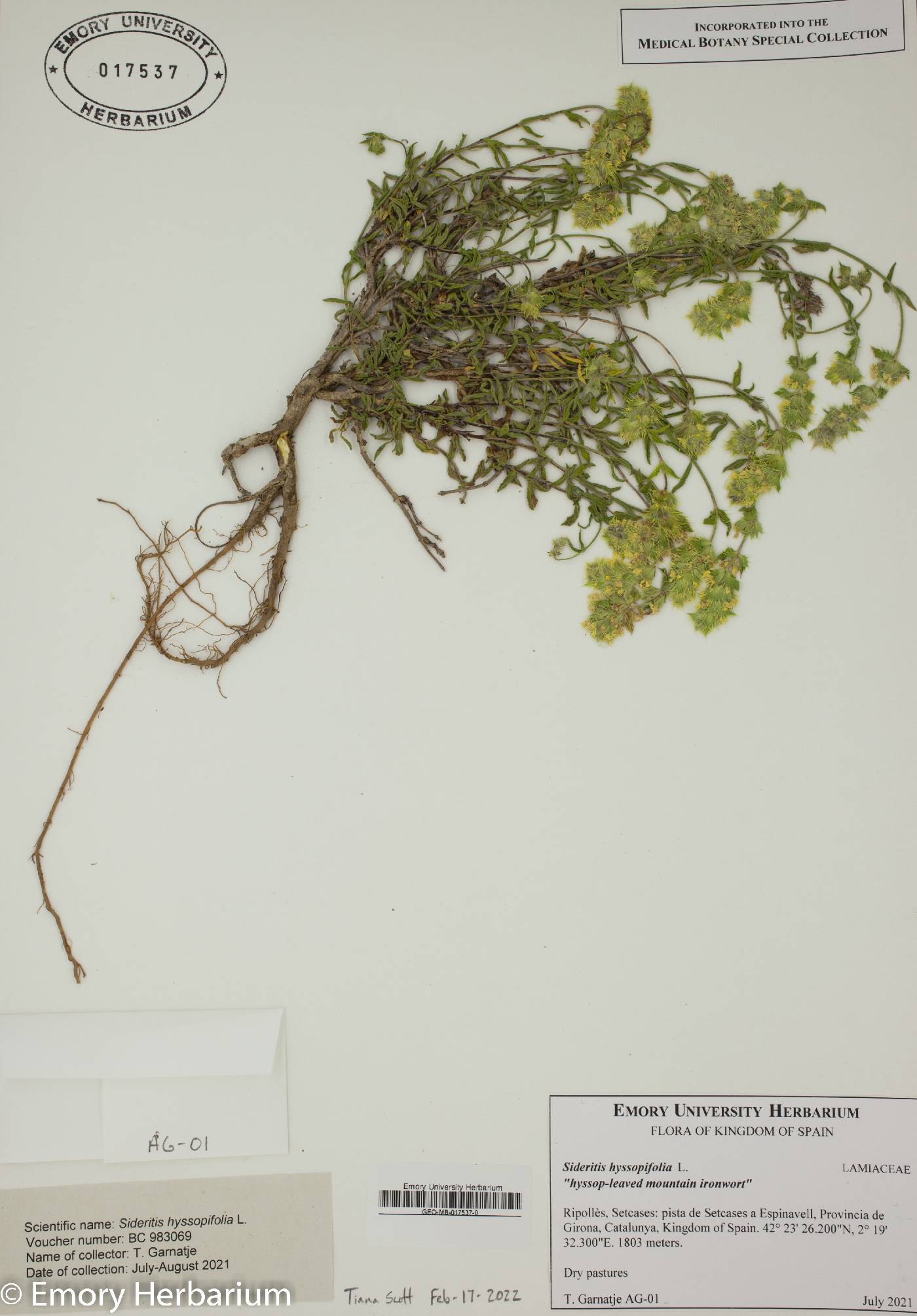 Sideritis hyssopifolia image