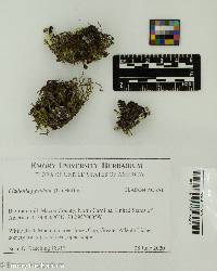 Cladonia pyxidata image