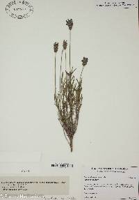 Lavandula angustifolia image