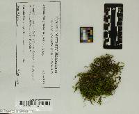 Rhizomnium punctatum image