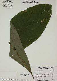 Magnolia tripetala image