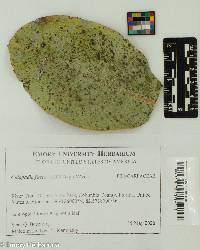 Image of Calopadia fusca