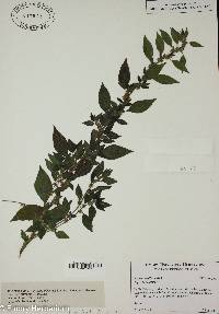 Parietaria officinalis image