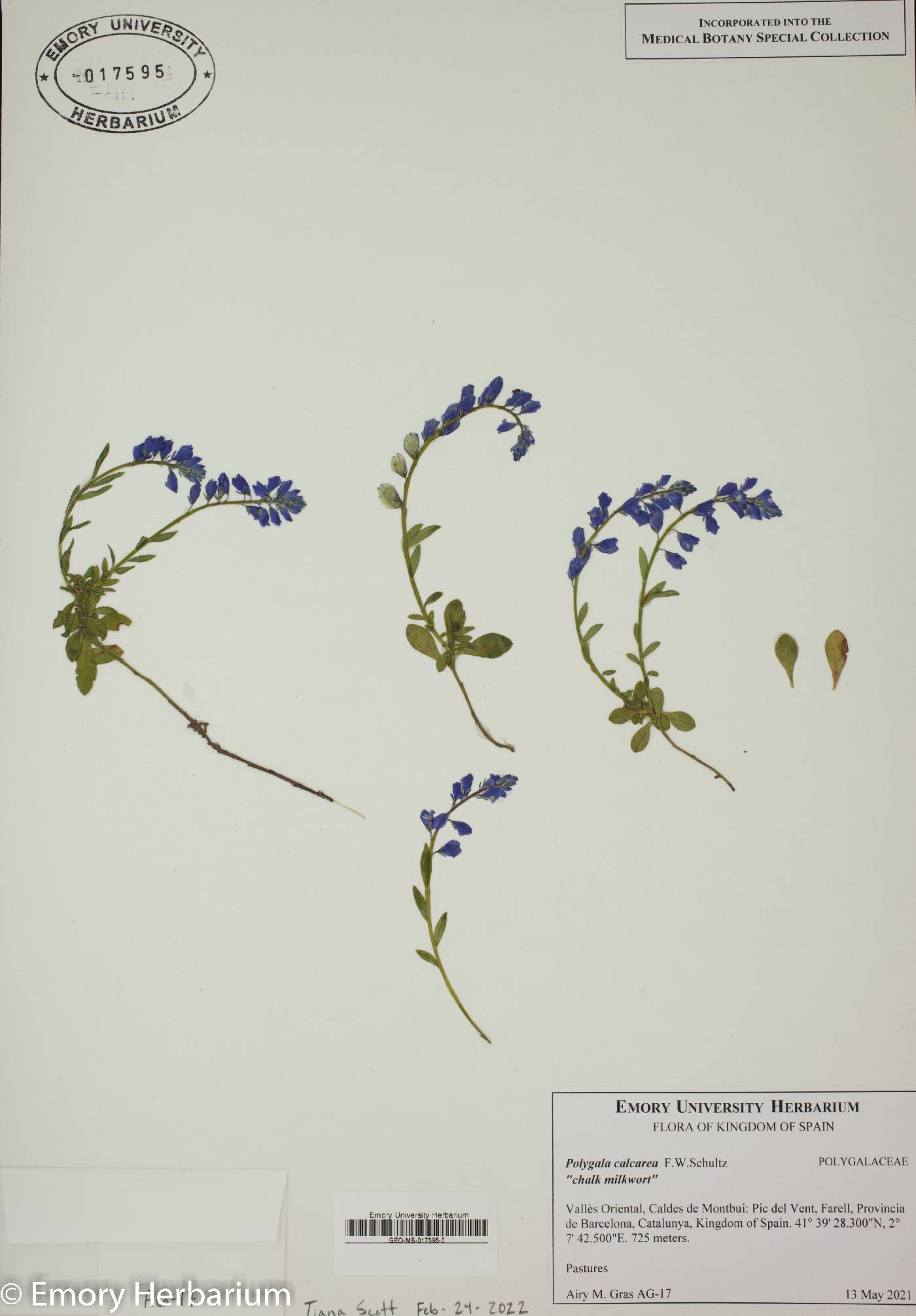 Polygala calcarea image