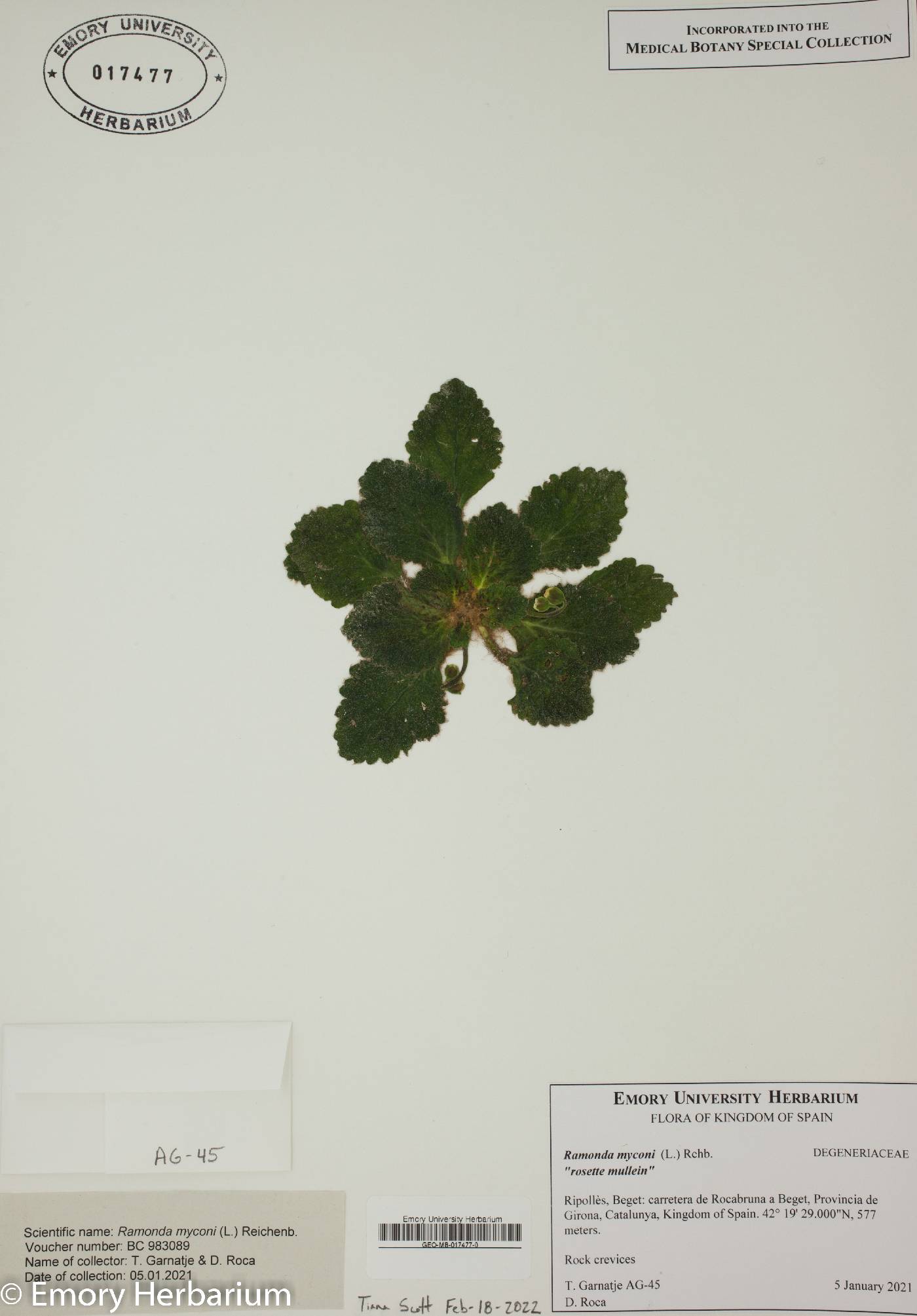 Ramonda myconi image