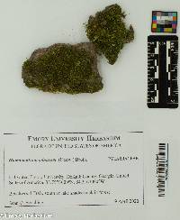 Image of Homomallium adnatum