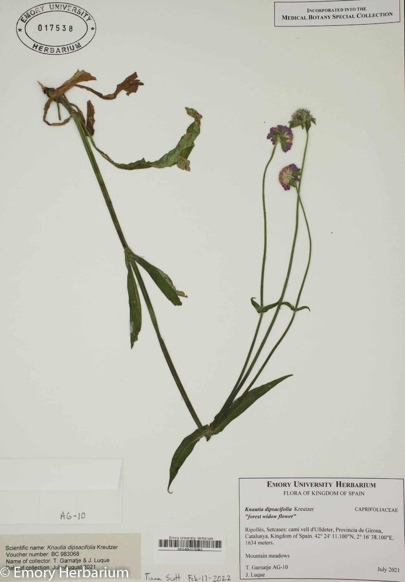 Knautia dipsacifolia image