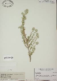 Teucrium polium image