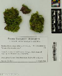 Brotherella recurvans image