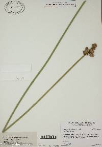 Scirpoides holoschoenus image